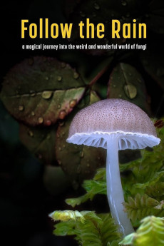 Follow the Rain
